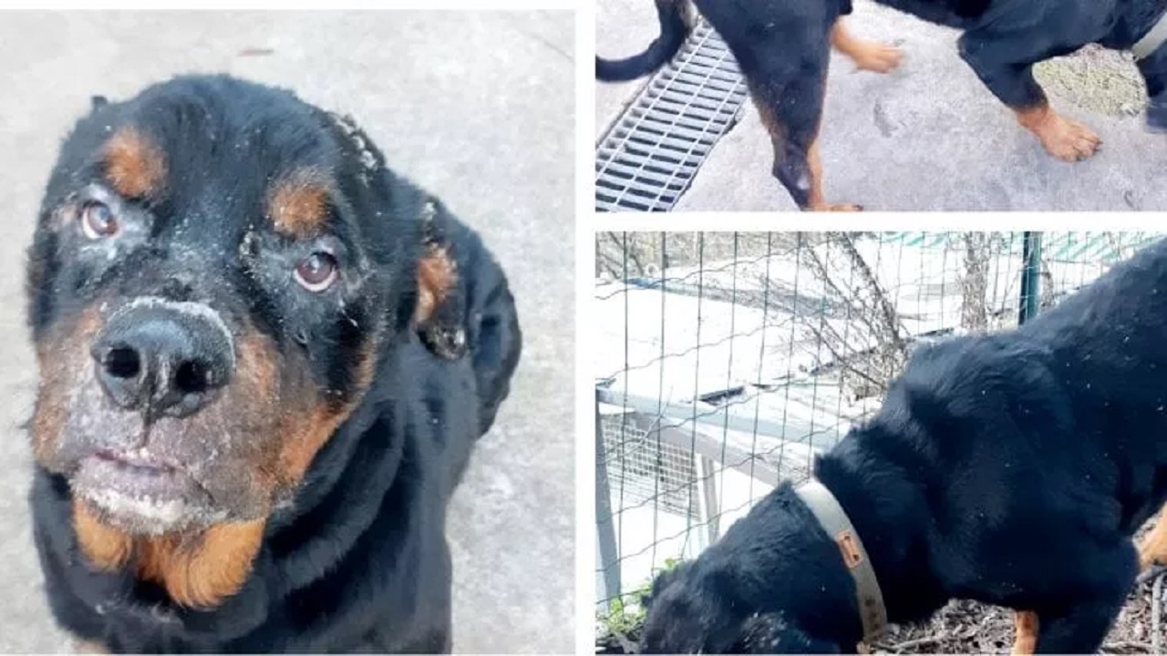 Cane di razza Rottweiler