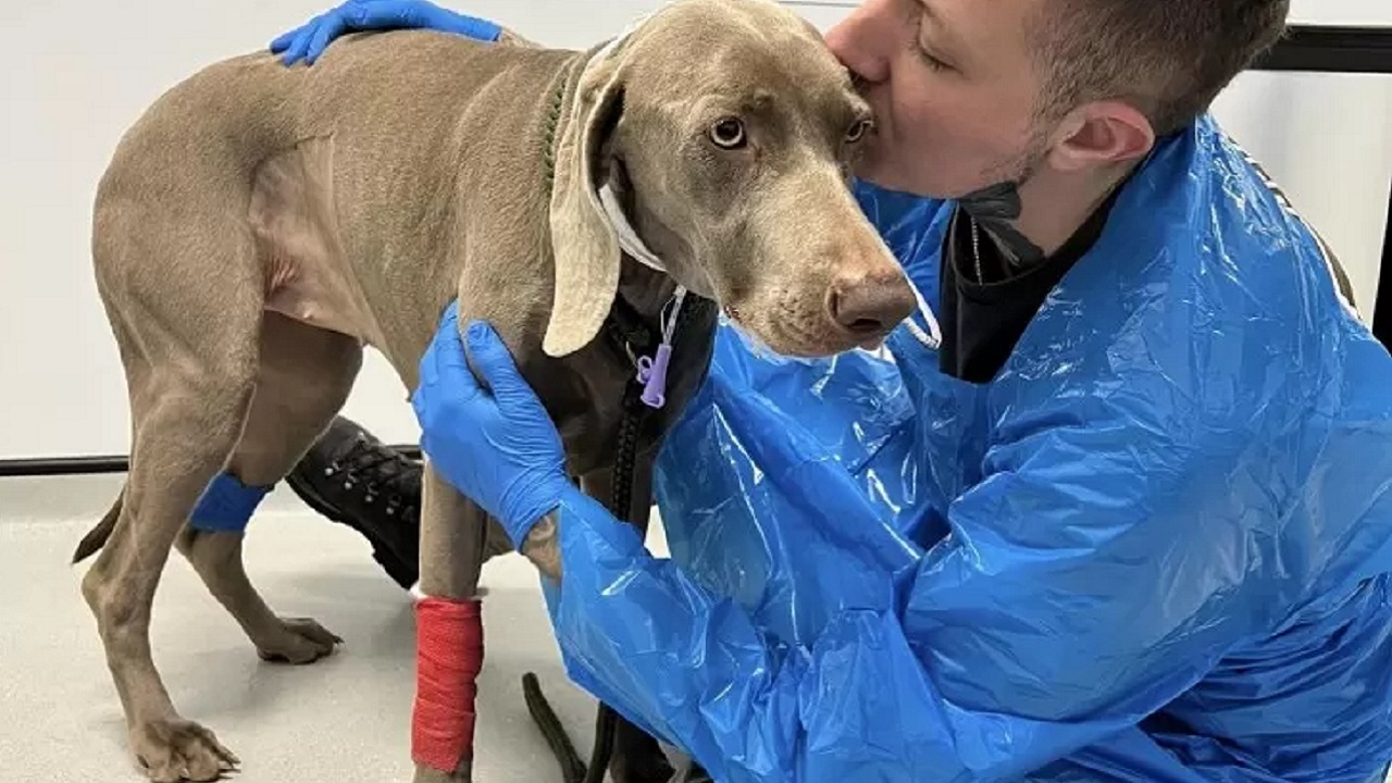 Weimaraner con il proprietario