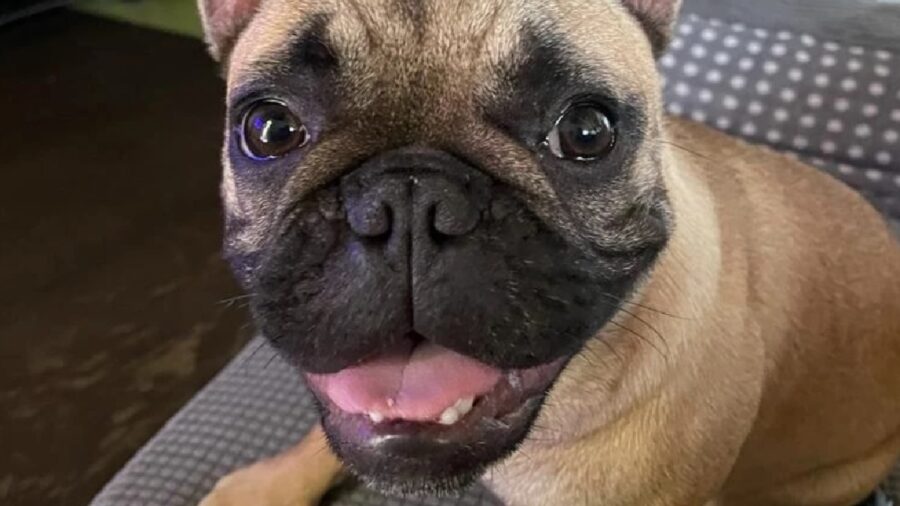 cagnolina ofelia sorriso grande