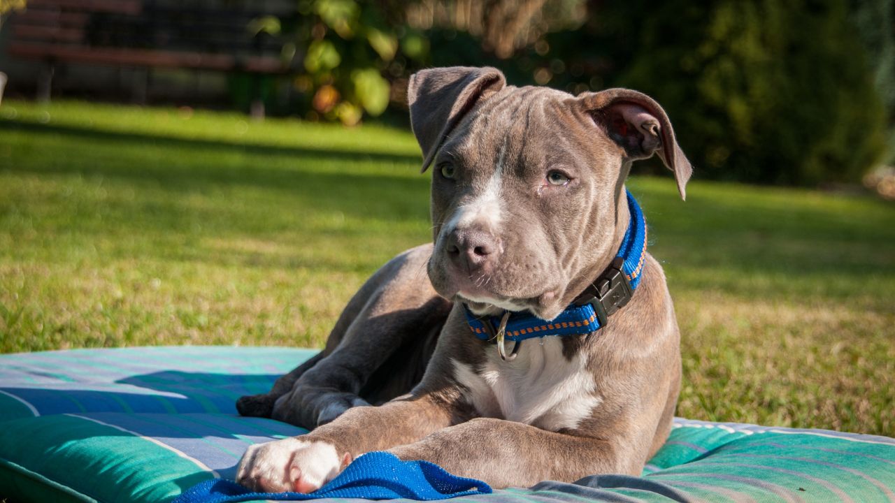 Un Amstaff disteso al sole