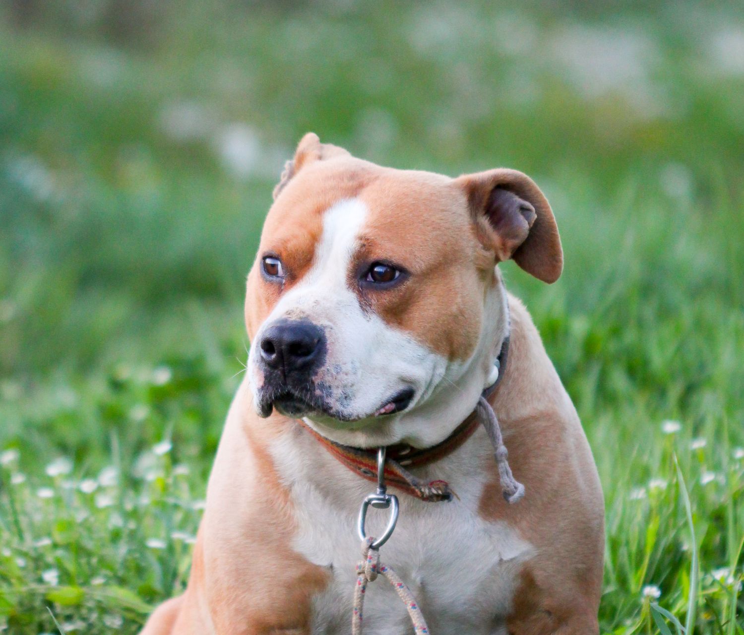 Uno staffordshire Pitbull a riposo