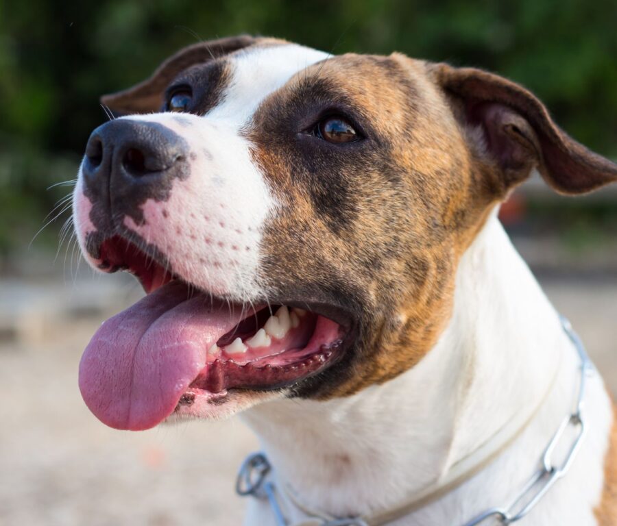 Staffordshire Pitbull che sorride