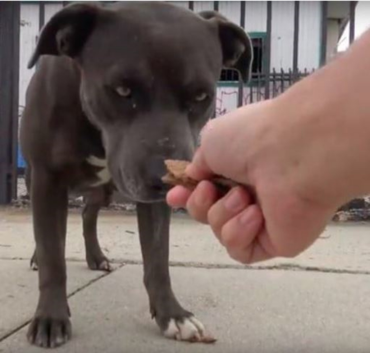 Una cagnolina di razza Pitbull dal mantello grigio scuro
