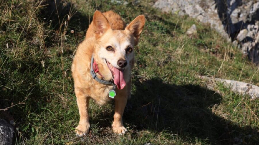 cagnolina lingua fuori