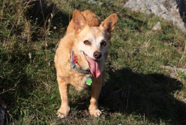 Trebisacce, a mesi di distanza si continua a cercare la cagnolina Betty, offresi generosa ricompensa