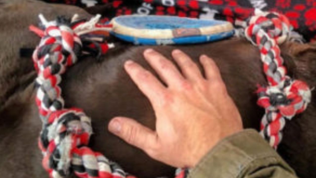 mano poggiata sul dorso del cane