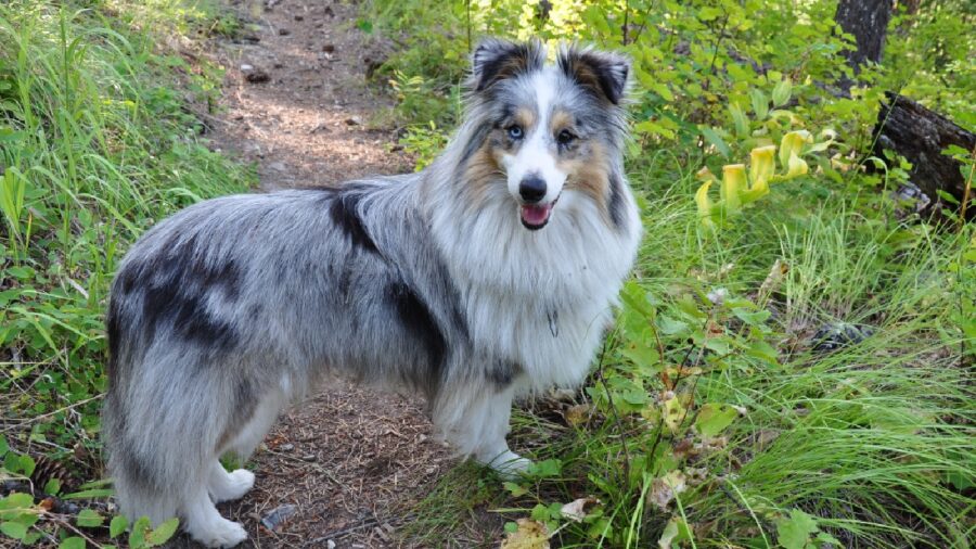 cagnolina pastore scozzese shetland blue merl