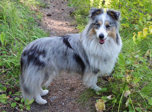 Varazze, al via le ricerche per ritrovare Kelly, la cagnolina Pastore Scozzese Shetland