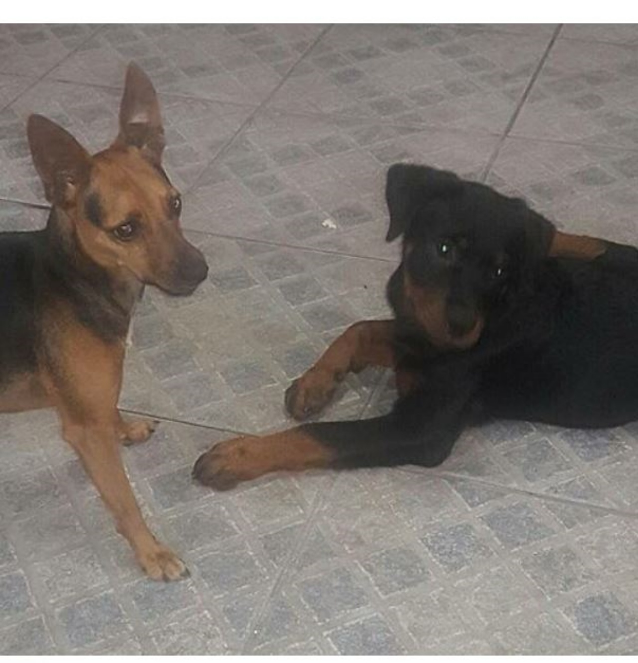 Due cani che giocano insieme