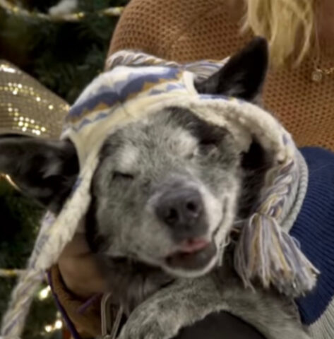 30 cani senza casa hanno partecipato a una festa e si sono sentiti amati per la prima volta