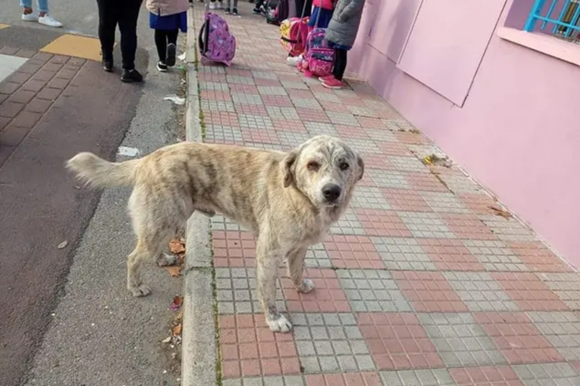 cane in strada