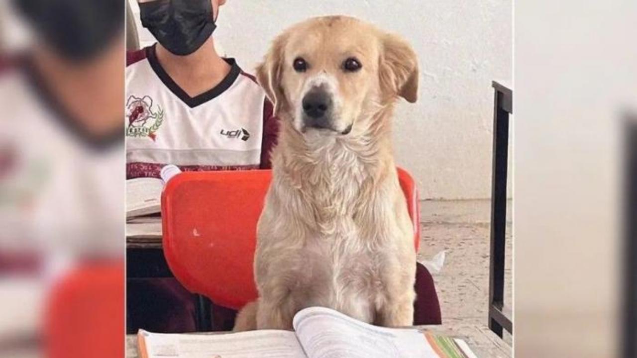 cane a scuola