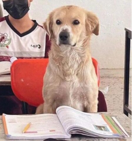 Andava ogni giorno a scuola, così la maestra ha deciso: il cane Nacho ora è uno studente