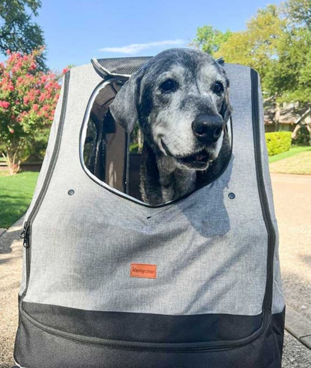 Un cane di nome Anne dentro un trasportino