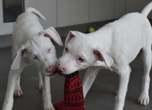 Arrivano al rifugio insieme, ma il cucciolo di cane è protettivo nei confronti della sorellina: solo dopo capiscono perché