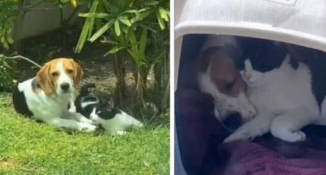 Il Beagle e il gattino randagio sono inseparabili: da quando si sono incontrati non si sono più lasciati