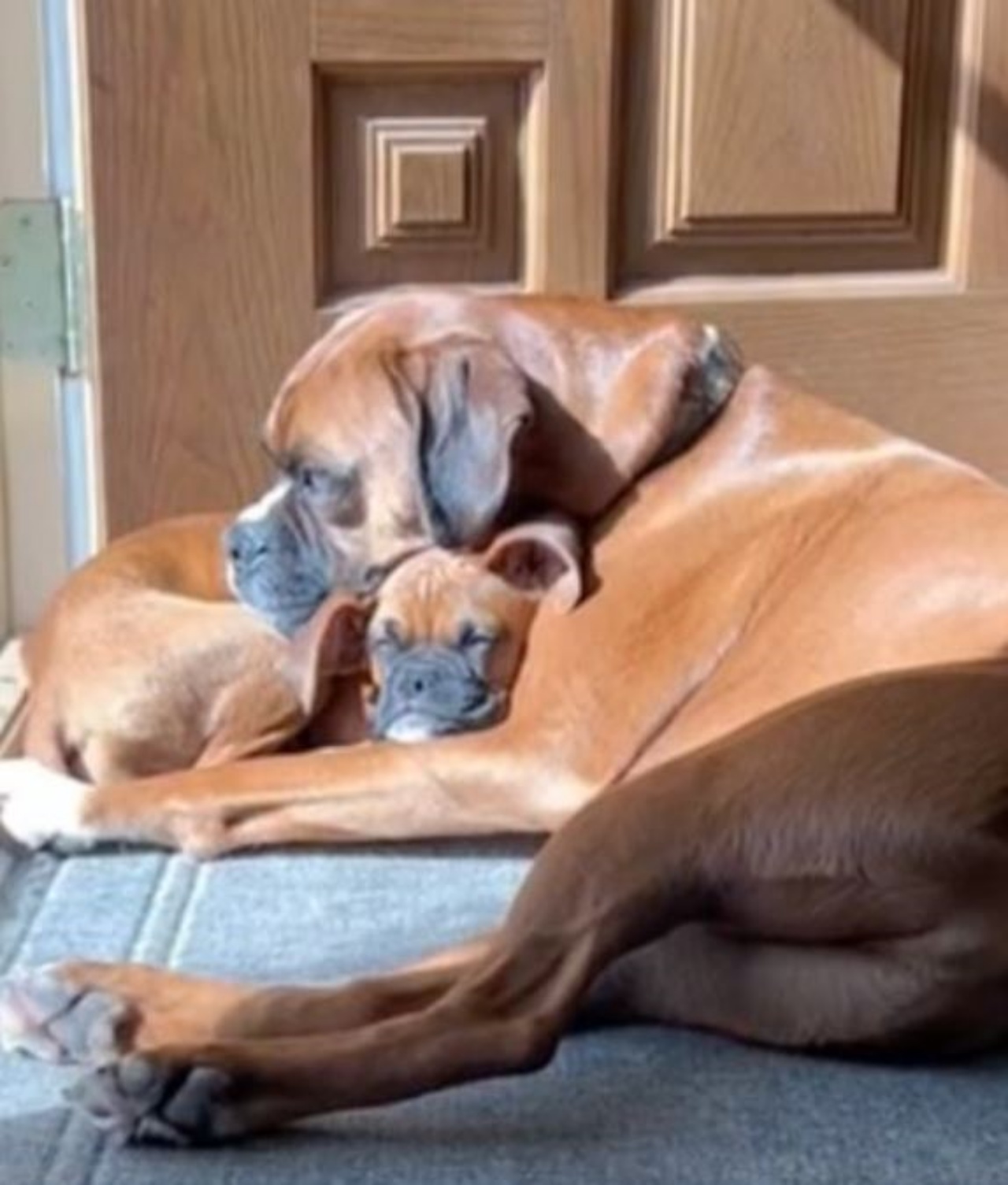 Un cane Boxer con un cucciolo di Boxer