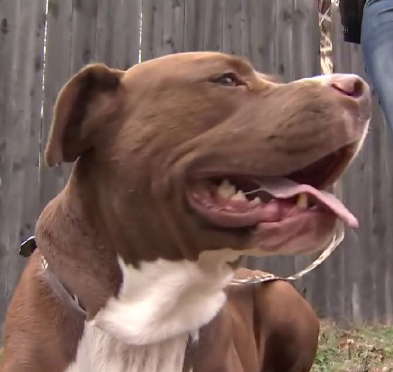 Un cane di razza Pitbull di nome brutus