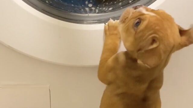 Un cucciolo di Bulldog Francese non smette di abbaiare alla lavatrice: “sta mangiando la mia coperta”