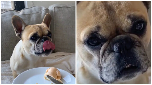Un Bulldog Francese viene immortalato mentre perde la fiducia nell’umanità per via del taglio di una torta