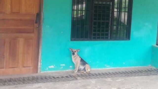 La cagnolina incinta aspetta giorno e notte la famiglia che l’ha abbandonata