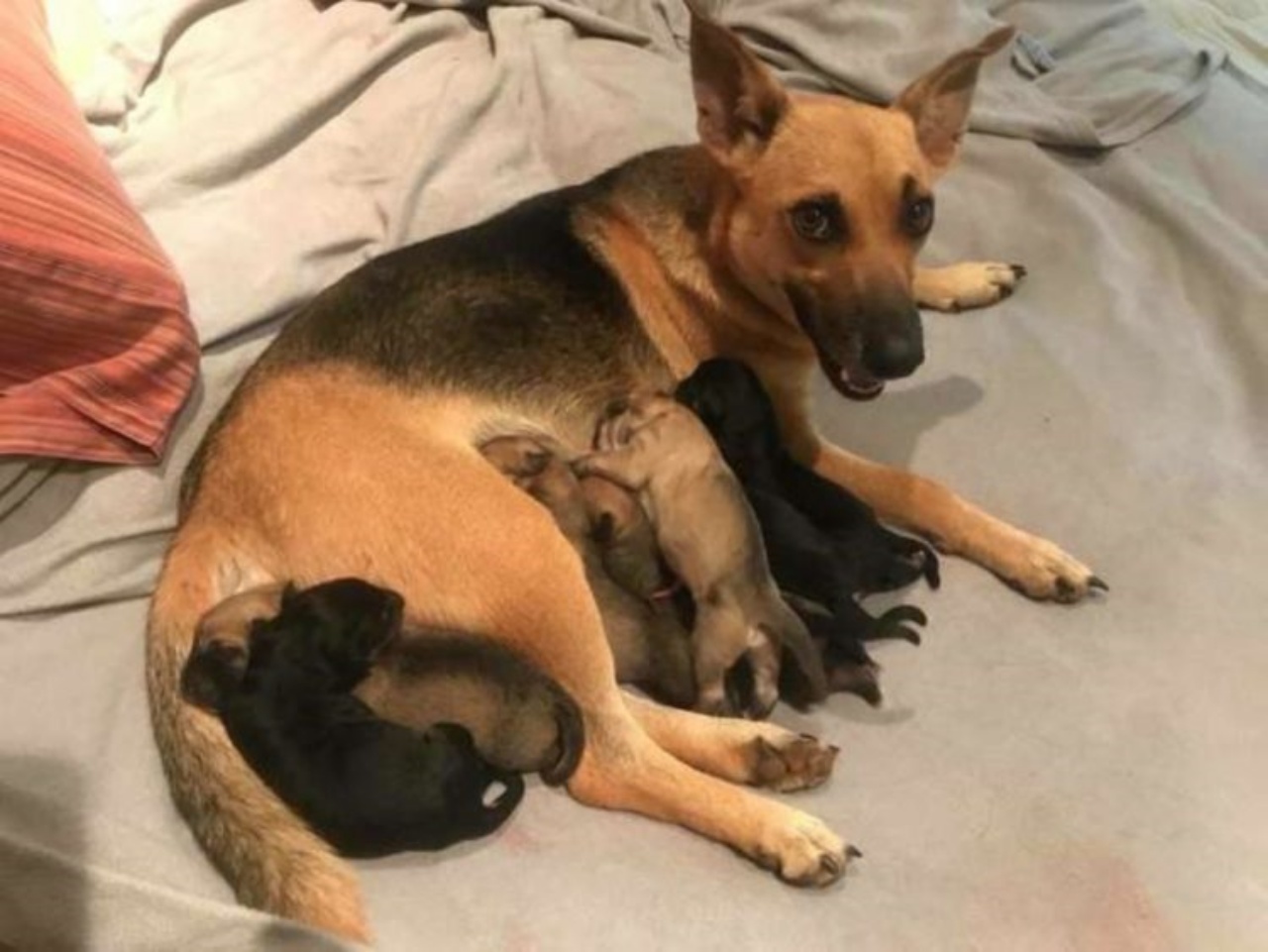 Mamma con la sua cagnolina