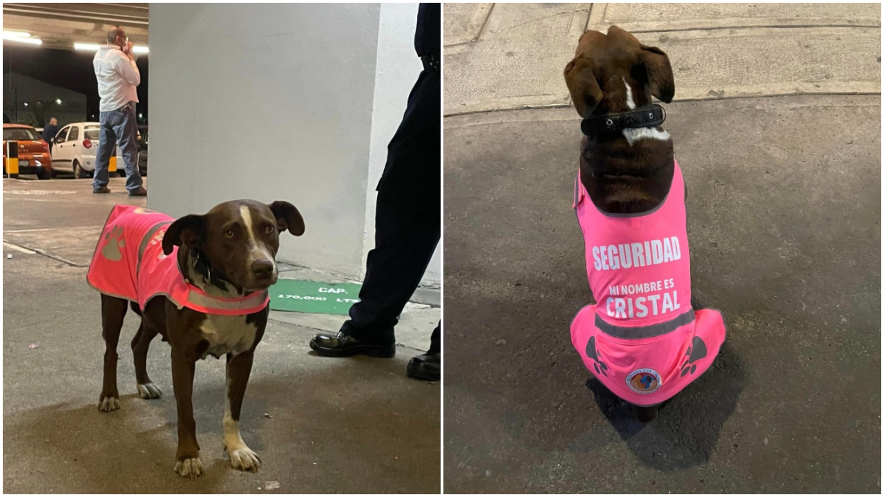 Cagnolina con il giubbotto della sicurezza