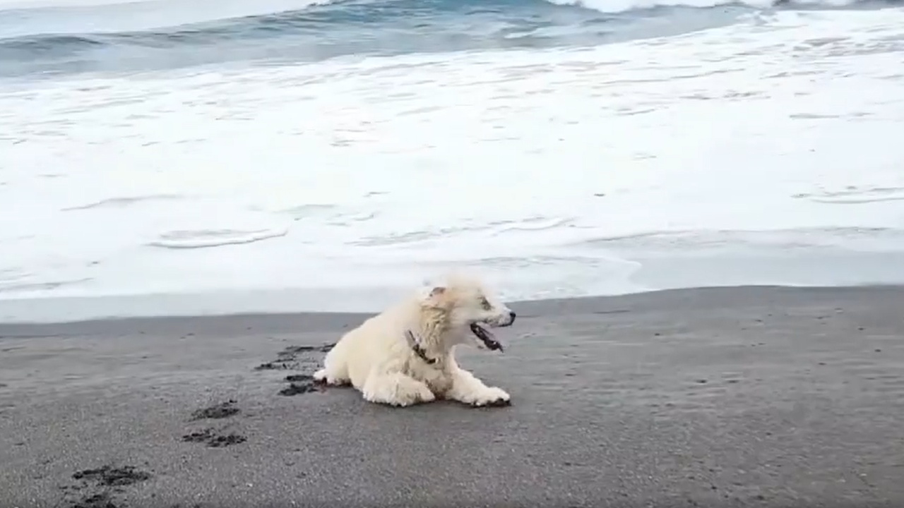 Cane in spiaggia