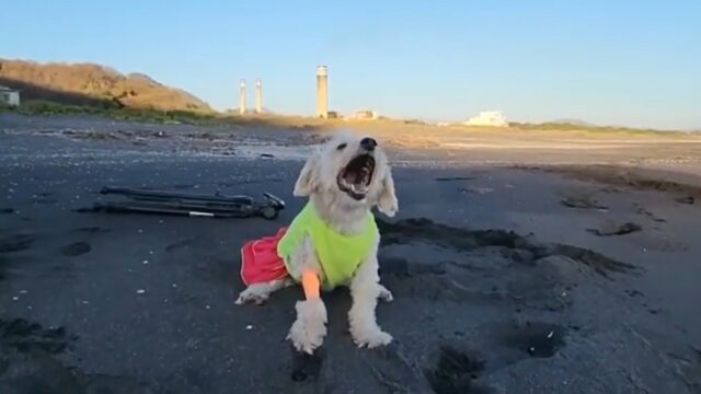 “Amava tantissimo la spiaggia”: i genitori di questa cagnolina le dicono addio fra mare e sabbia