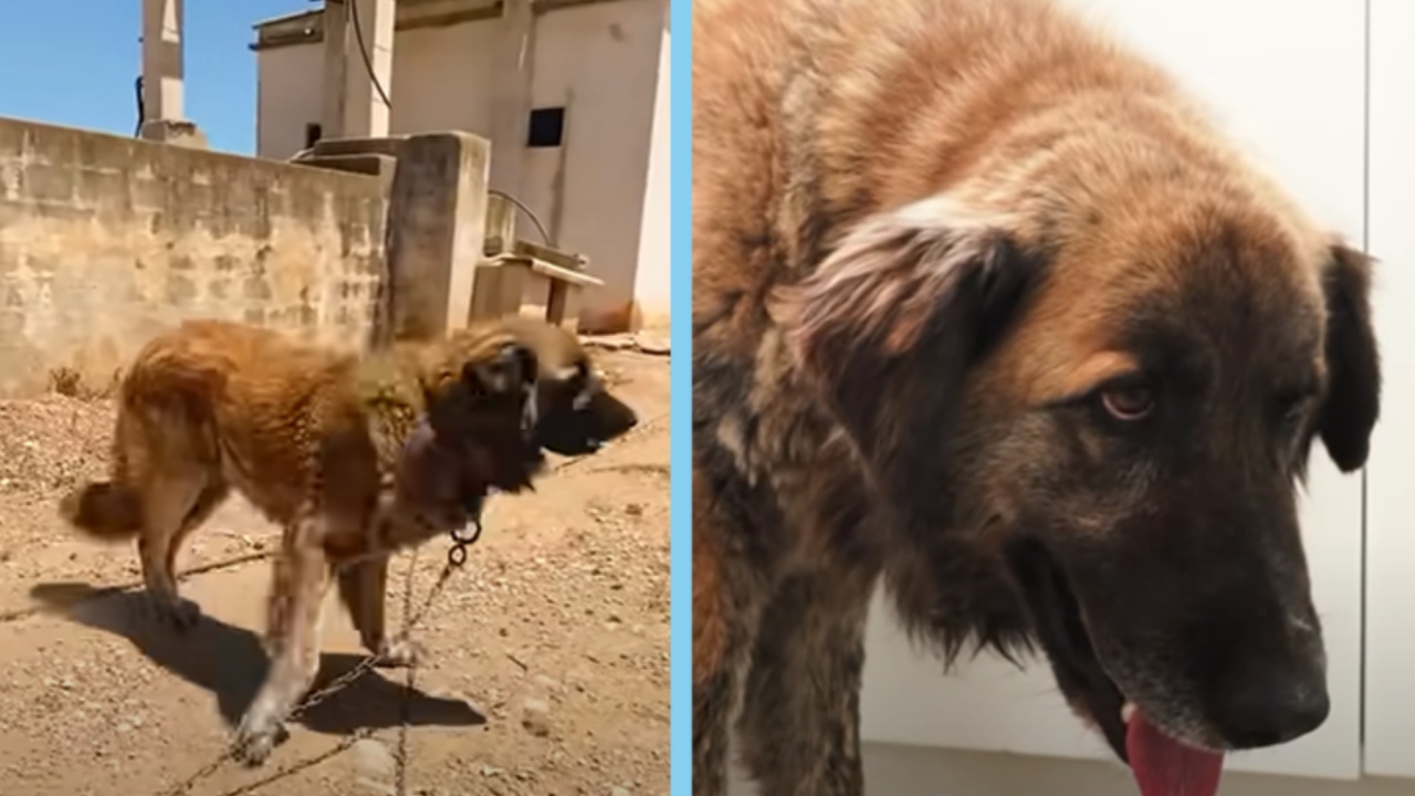 Cagnolone triste ha salva la vita grazie ad un uomo