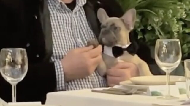 Un cane vestito da distinto gentiluomo conquista tutti quanti recandosi al ristorante