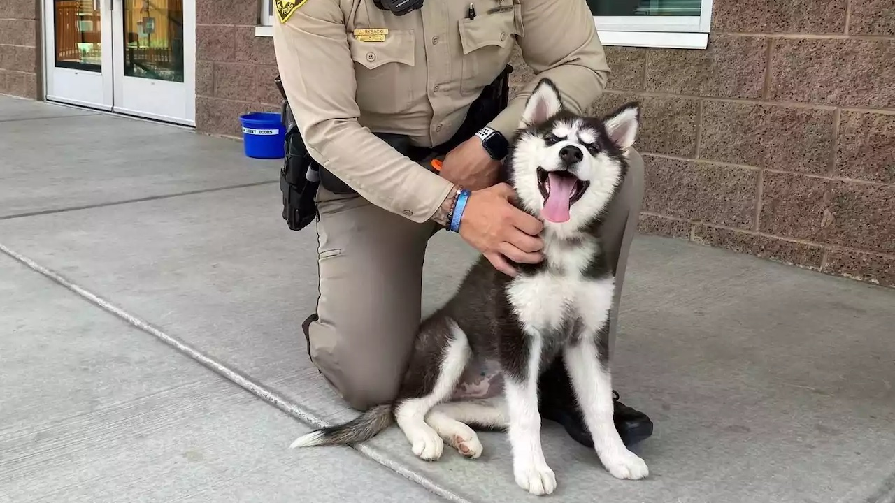 Poliziotto con Husky Siberiano