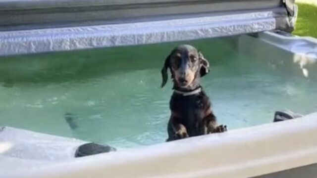 Questo cane sembra intenzionato a uscire dall’acqua, ma le cose non vanno proprio come previsto