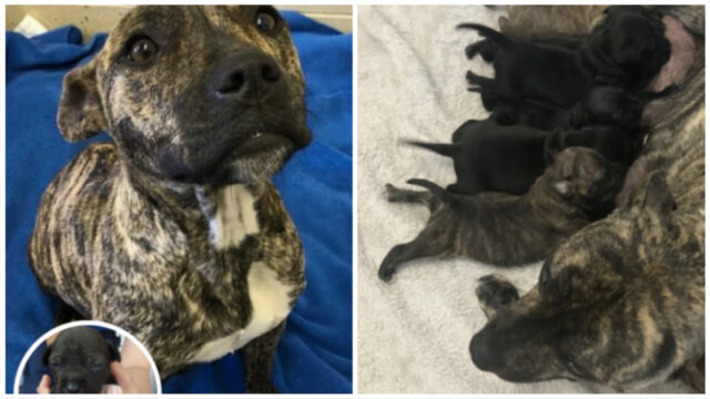 Uomo condannato per crudeltà sugli animali dopo aver costretto il suo cane a camminare e correre per 33 km