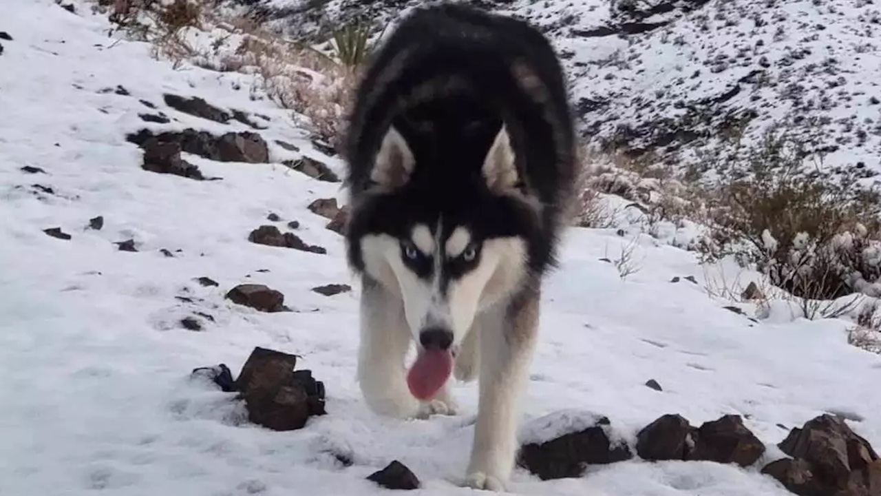 Siberian Husky nella neve