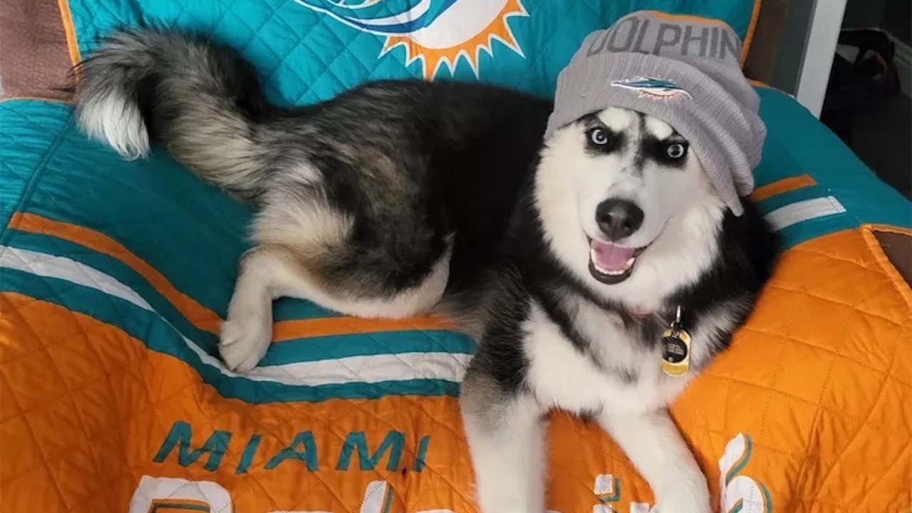 Husky Siberiano con il berretto