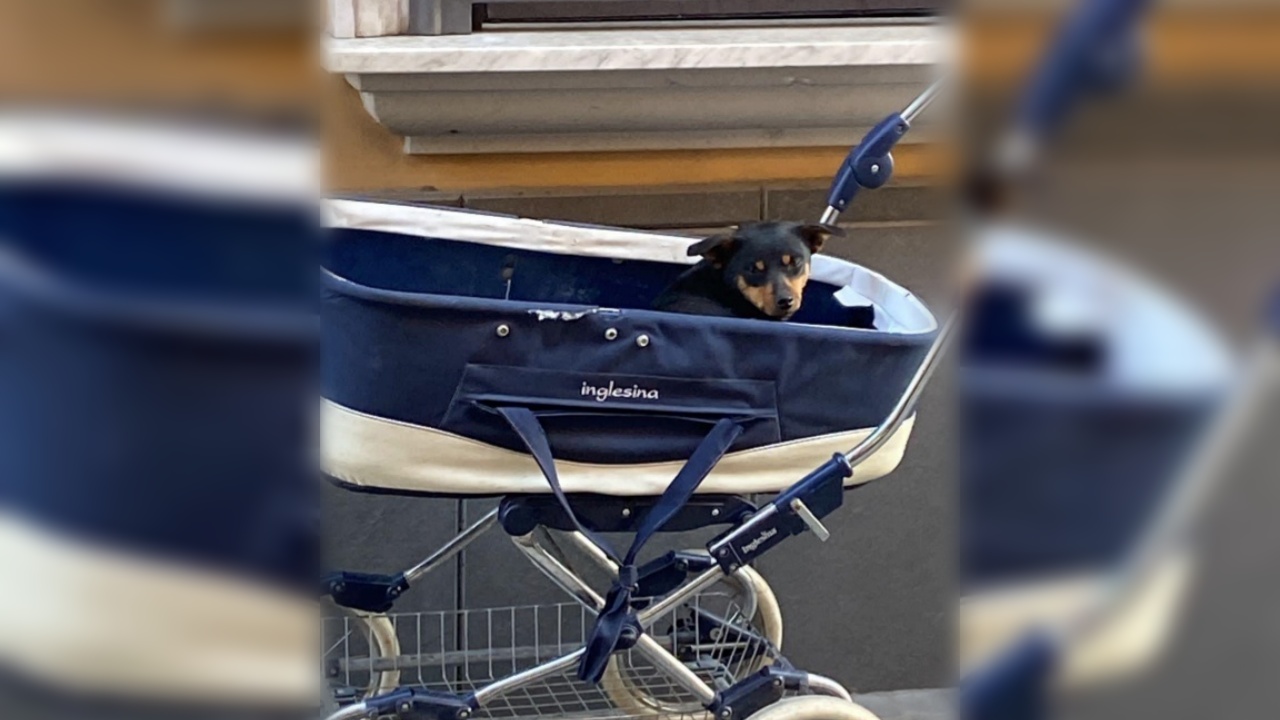 cane dentro carrozzina