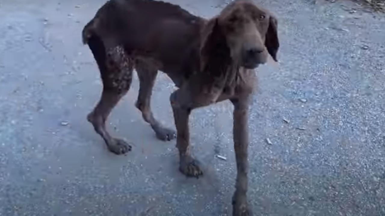 Cane abbandonato