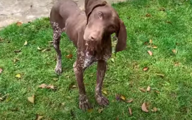 La sua pelle era malata, lui era distrutto: questo cane era ormai senza speranza