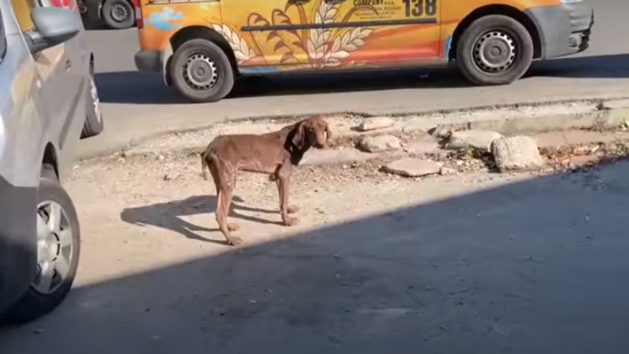 Cane magro e malato abbandonato per strada