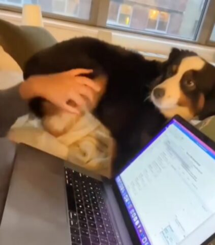 Sì, questo cane le prova davvero tutte pur di attirare l’attenzione del suo papà umano intento a lavorare