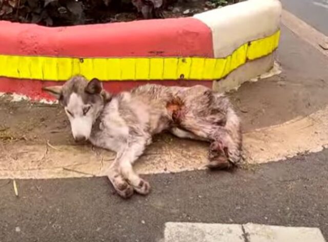 Esausto e senza alcun aiuto, il cane giaceva sul ciglio della strada in condizioni a dir poco pessime