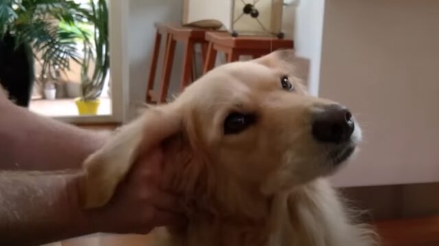“Non smettere”: questo cane scopre le gioie di ricevere un massaggio