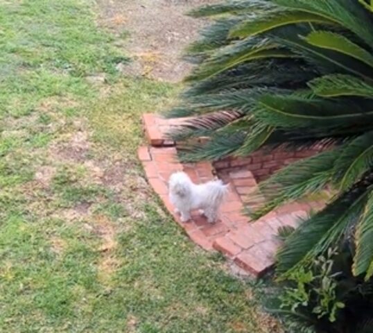 Ogni giorno questo cane dimentica dov’è la porta e piange come se l’avessero abbandonato