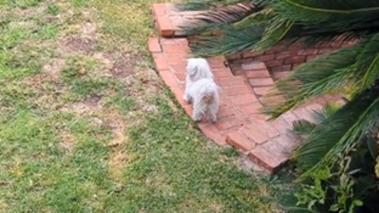 cane si perde in giardino