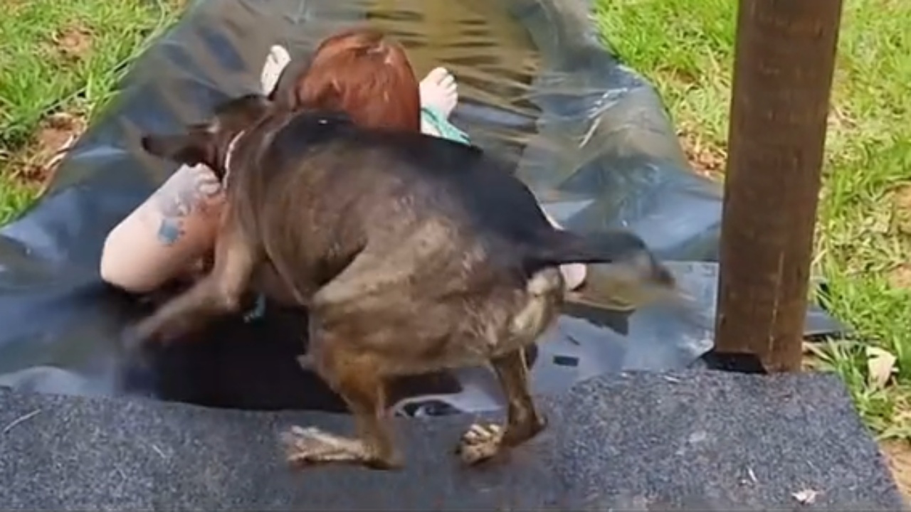 Cane spinge la mamma attraverso lo scivolo