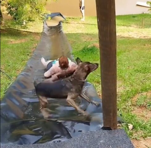 Il cane vuole solo seguire la sua mamma umana, ma finisce per scivolare clamorosamente