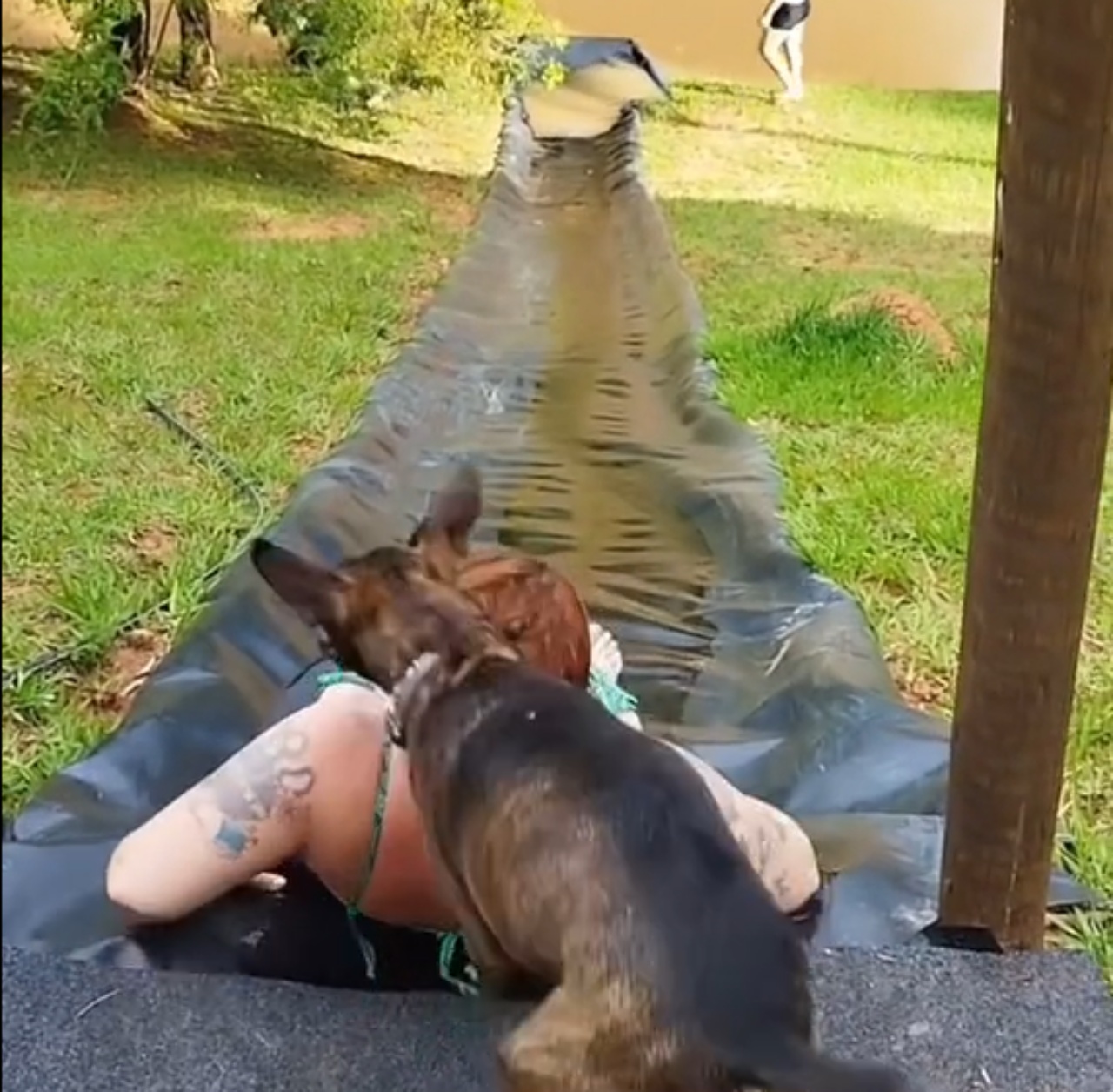 Cane scivola in acqua