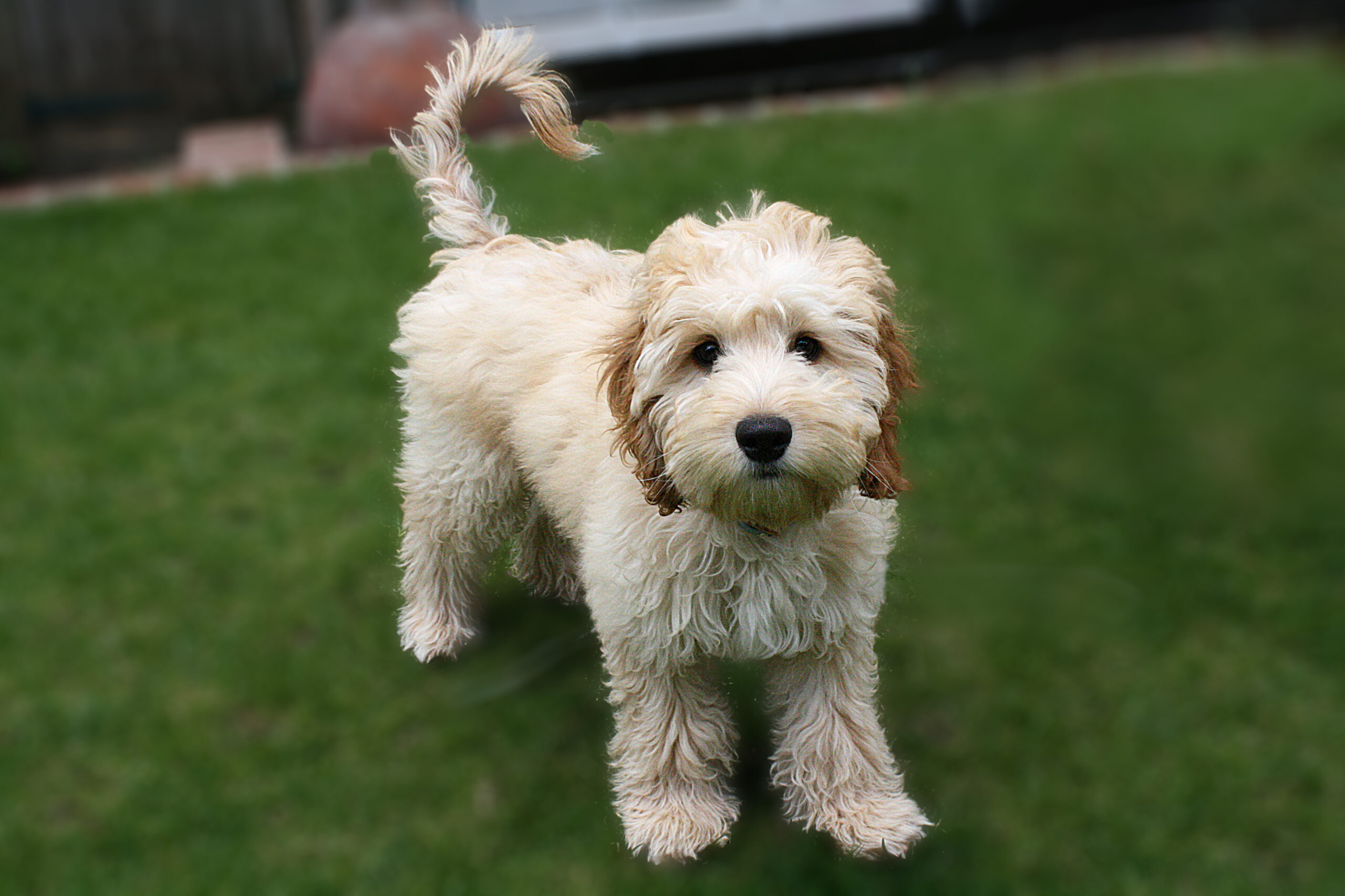 cane incrocio barboncino