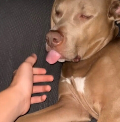 Completamente rilassato: questo cane non reagisce neanche quando la proprietaria gli tira la lingua